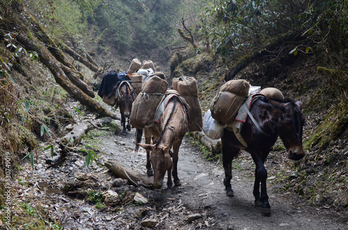 Tableau sur toile Varias mulas cargadas con víveres en un camino en medio del bosque