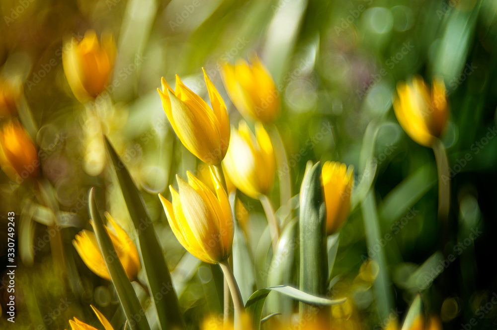 yellow tulips in garden yellow tulips in garden