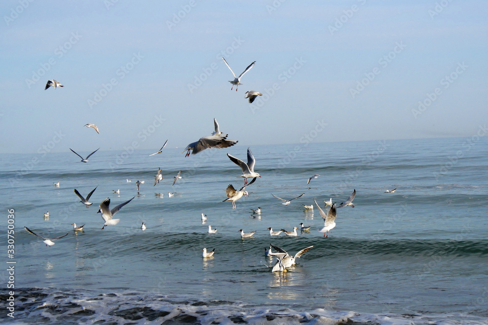 Seagulls. Group of seagulls flying in the sea.