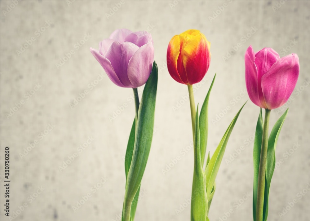 Fototapeta premium Gift.