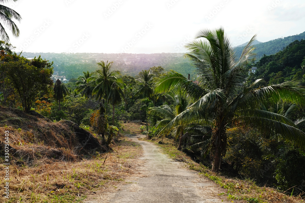 Palm trees in the jango. Coconut farm. Summertime. Rainforest Palm trees in the jango. Coconut farm. Summertime. Rainforest