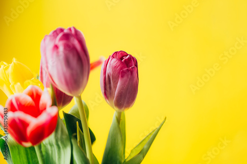 beautiful multi-colored bouquet of tulips on yellow background spring time