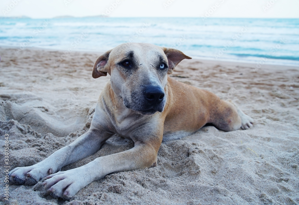 The dog with different colored eyes laying on the beach.