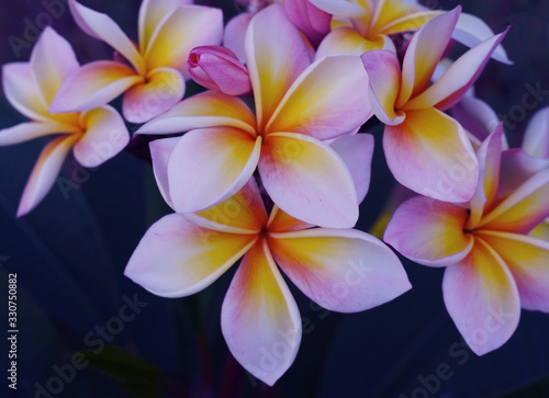 The plumeria flovers closeup on the dark background