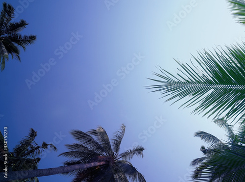 Palm trees with the blue sky background. Summertime.
