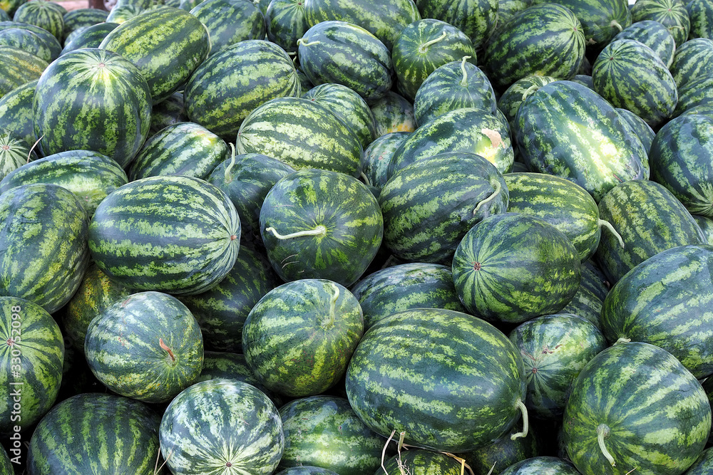 A lot of large ripe green striped watermelons A lot of large ripe green striped watermelons