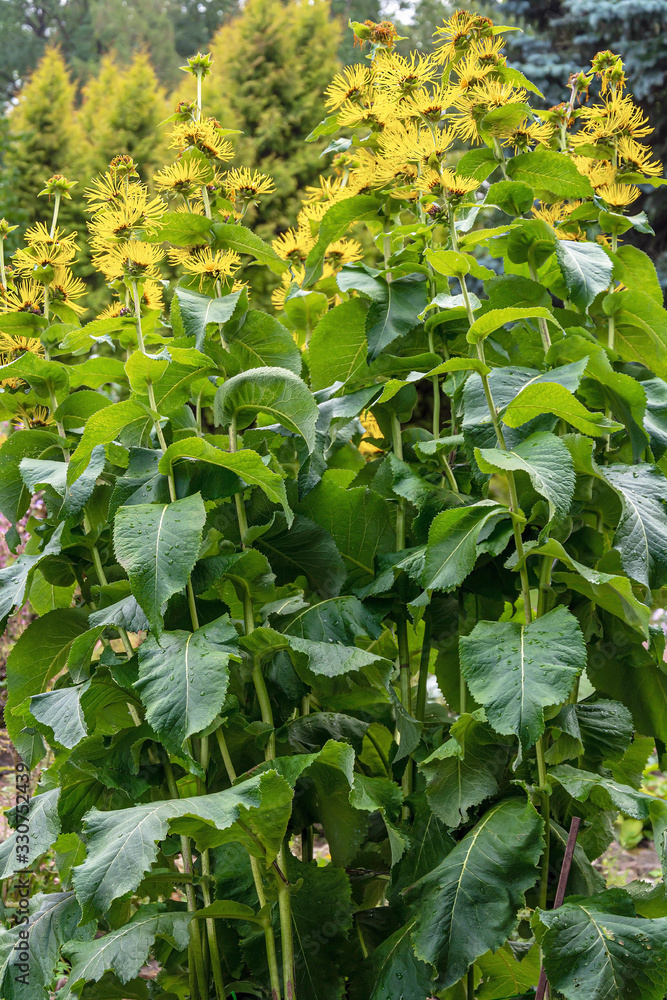 Obraz premium Flowering вush elecampane, inula