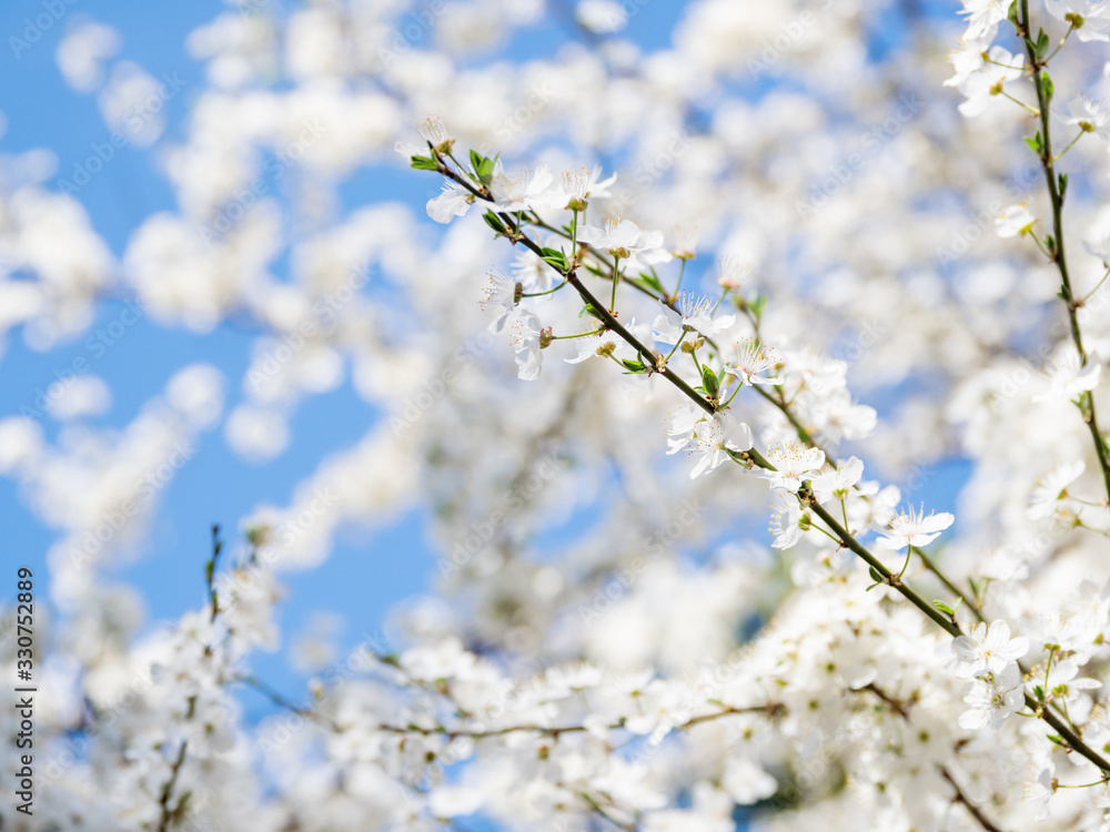 Blooming cherry tree. Beautiful white flowers on clear blue sky background. Sunny spring day. Blooming cherry tree. Beautiful white flowers on clear blue sky background. Sunny spring day.