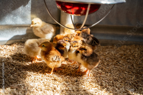 Print op canvas Baby chicks in the brooder
