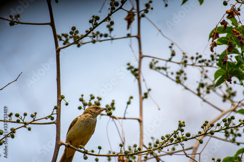 The bird is hawthorn berries The beak opened and it is visible tongue © nopporn