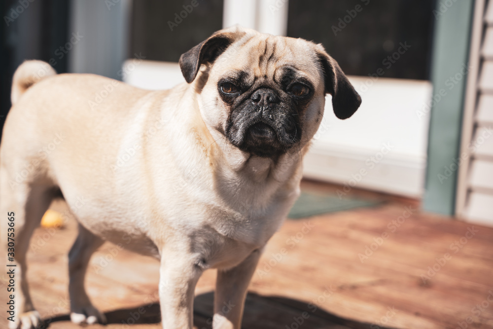 Pug in the sun on the porch