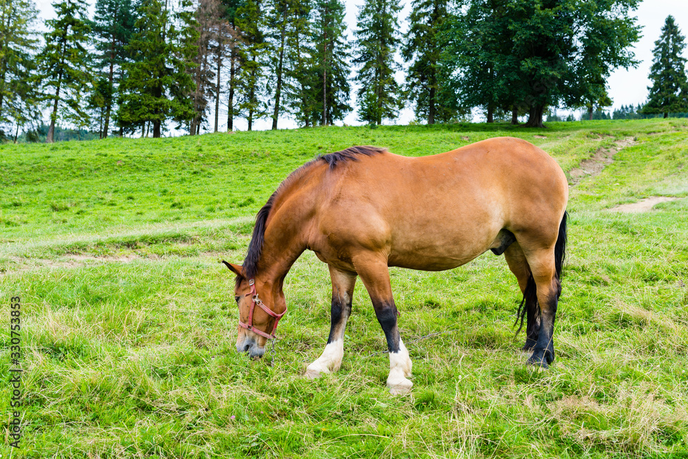 horse grazing in a meadow in the mountains, Pieniny, Poland horse grazing in a meadow in the mountains, Pieniny, Poland
