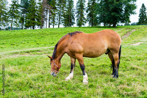 horse grazing in a meadow in the mountains  Pieniny  Poland