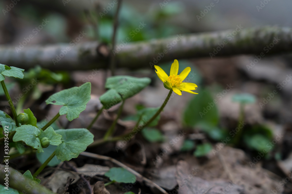 Natur Frühling Boten Flora Pflanze Blüte Natur Frühling Boten Flora Pflanze Blüte
