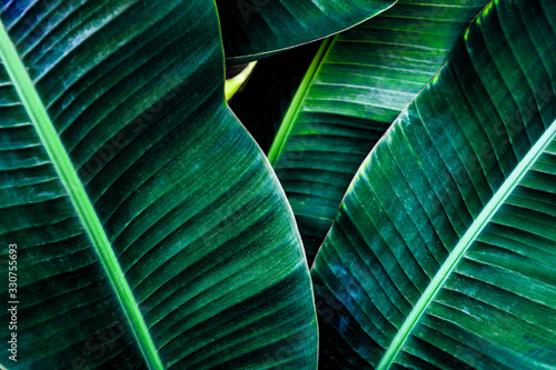 tropical banana leaf texture, large palm foliage nature dark green background	
