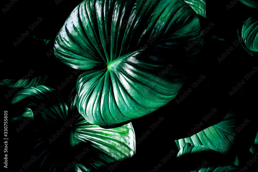 Fototapeta premium closeup nature view of green leaf texture, dark wallpaper concept, nature background, tropical leaf