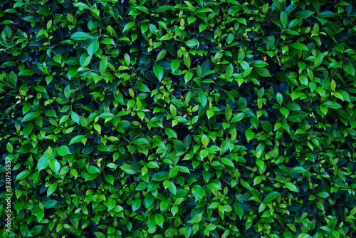 Natural green leaf wall, Texture background © somchai