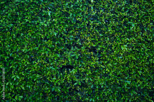 Natural green leaf wall  Texture background