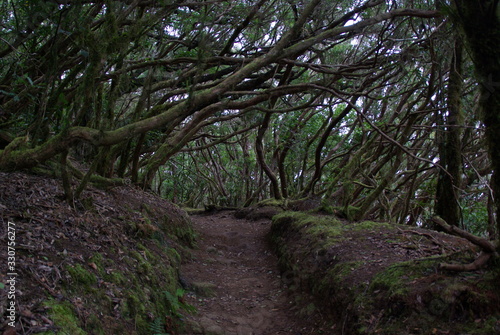 lorbeerwald teneriffa