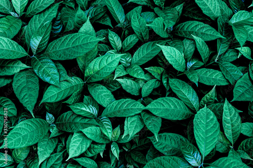 Green leaves wall texture of the tropical forest plant on black background Green leaves wall texture of the tropical forest plant on black background