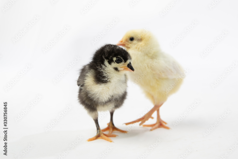 Baby Chicks on White Background