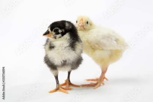 Baby Chicks on White Background