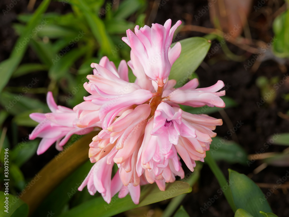Fototapeta premium Fleurs en grappes de jacinthe (Hyacinthus Orientalis)