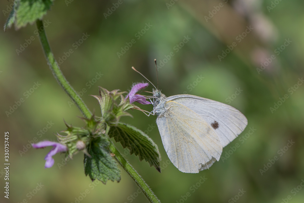 Female European Large Cabbage White butterfly feeding on a thistle flower. Female European Large Cabbage White butterfly feeding on a thistle flower.