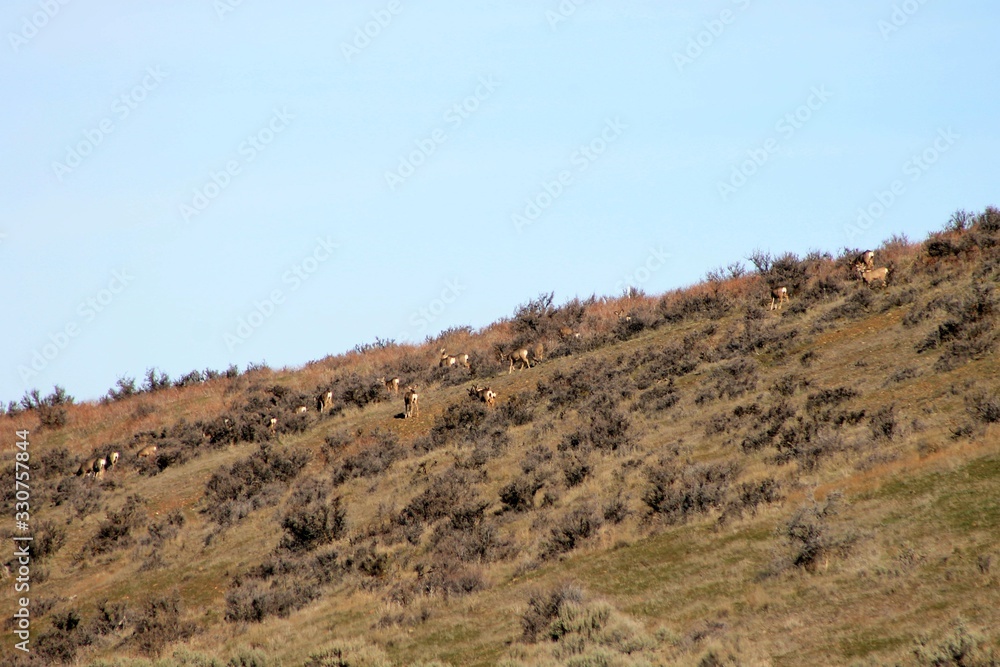 A herd of deer in central Washington state on a Winter morning A herd of deer in central Washington state on a Winter morning