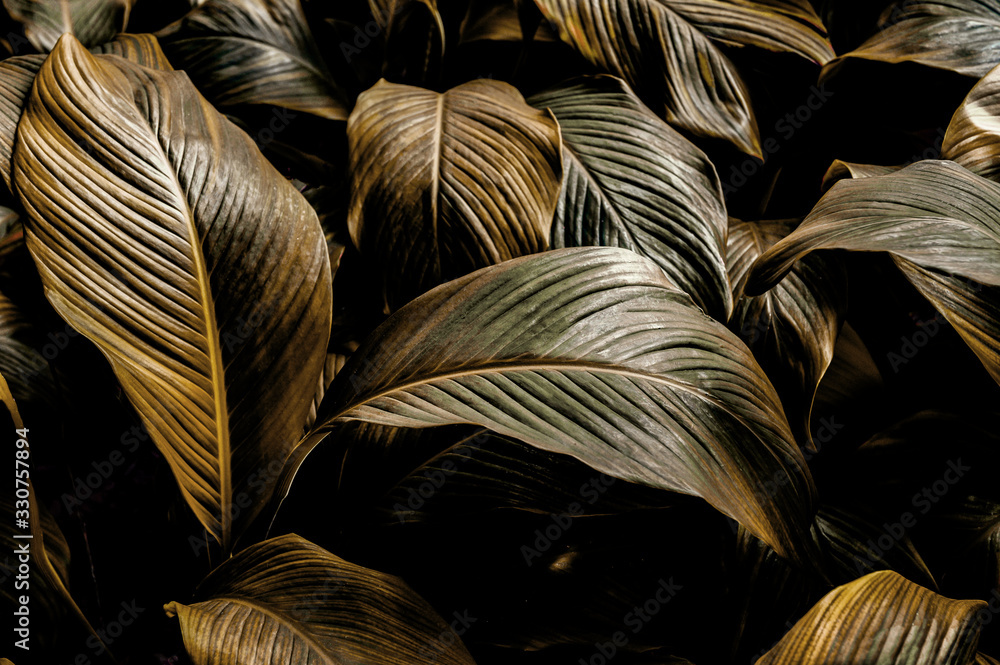 abstract green leaf texture, nature for background, tropical leaf abstract green leaf texture, nature for background, tropical leaf