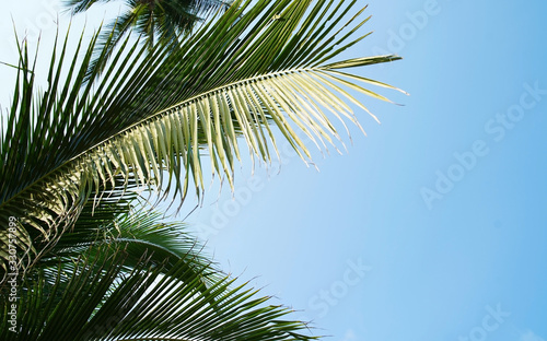 Tropical leave of palm tree on the blue sky font.