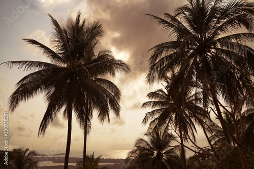 Palm tree leaves on the sunset view. Near the beach.