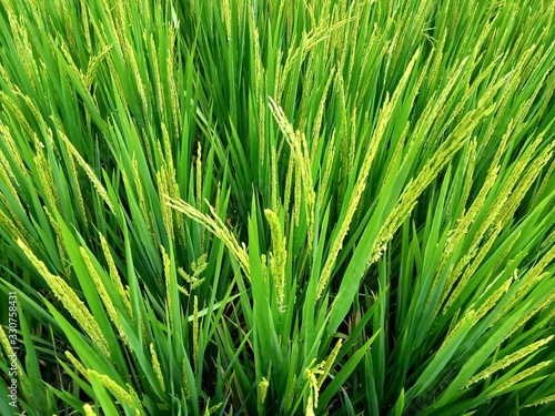grass with water drops of dew