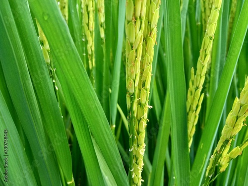 green grass with water drops