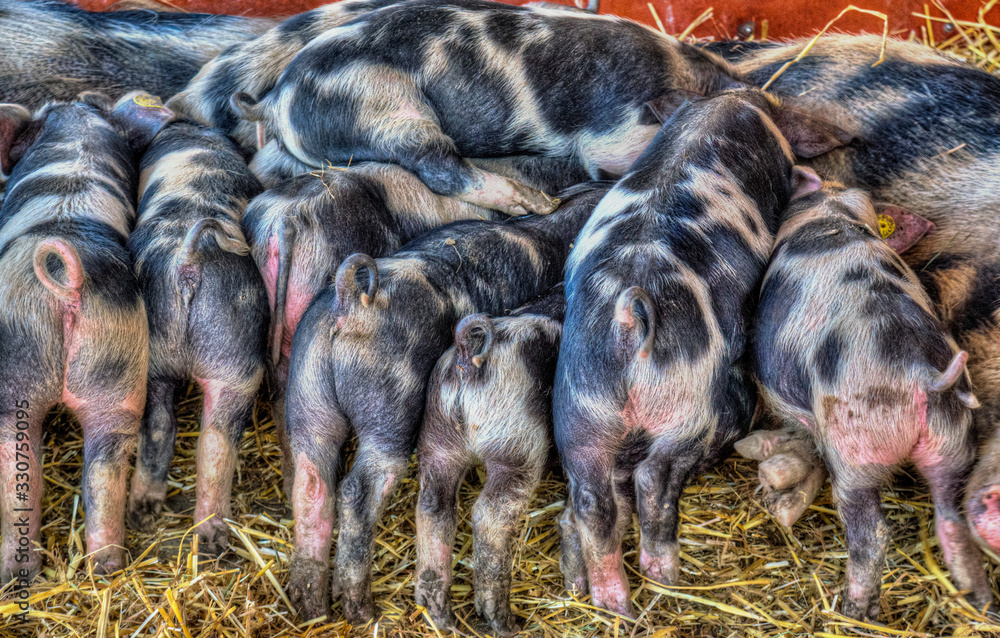 piglets piled on each other feeding from their mother