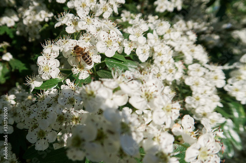 blooming spring hawthorn. a wasp flies on the flowers of a tree. pollination.
