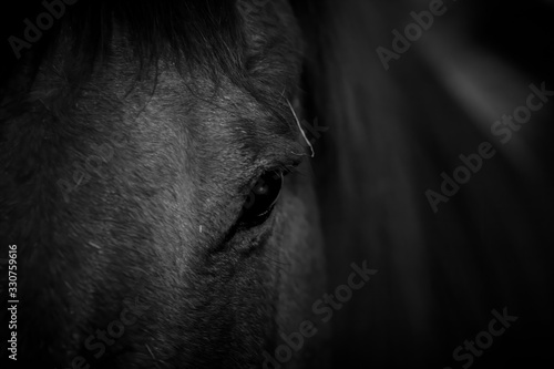 Horse Face focus on Eye