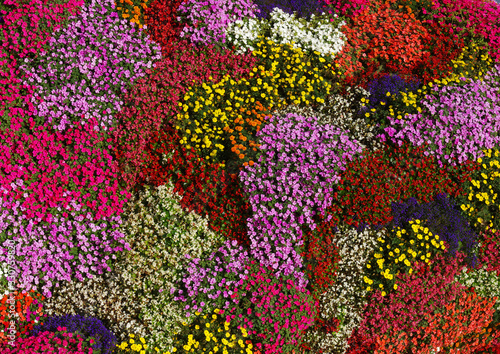 Flowers texture background