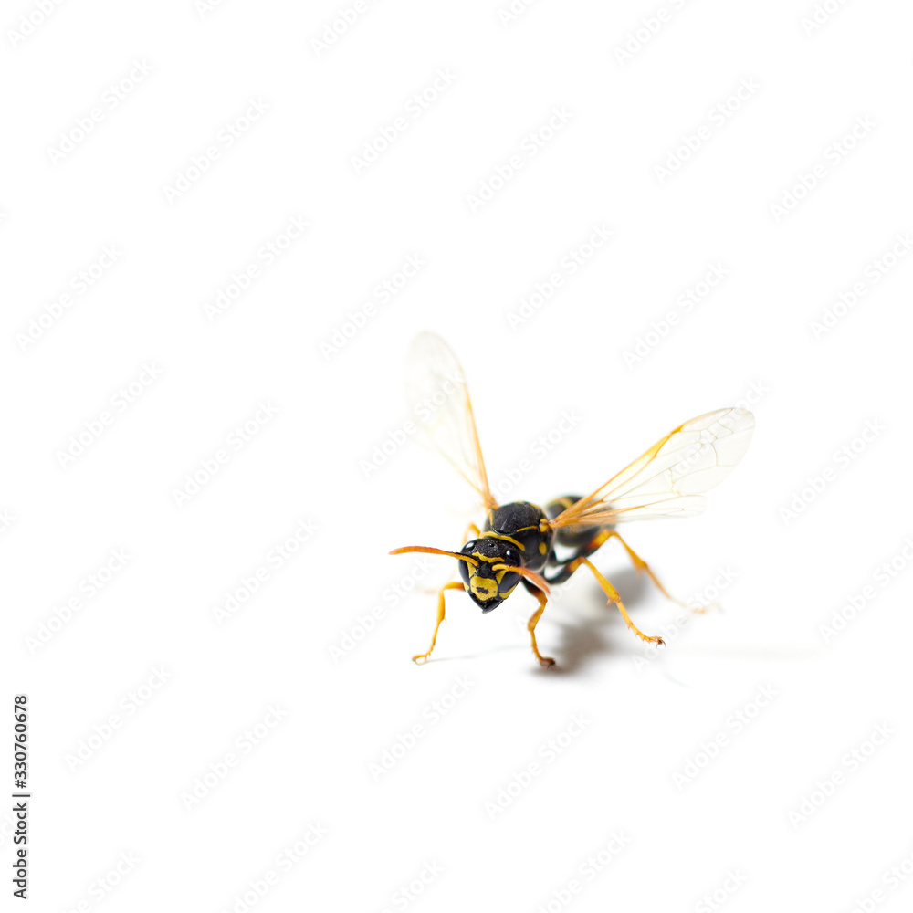 wasp close-up on a white background. isolate. macro. wasp close-up on a white background. isolate. macro.
