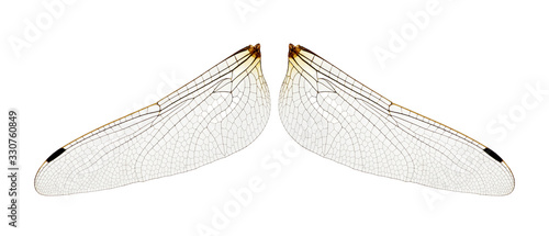 Wings of insect isolated on a white