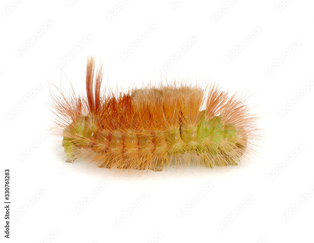 Fototapeta premium Macro of butterfly larva