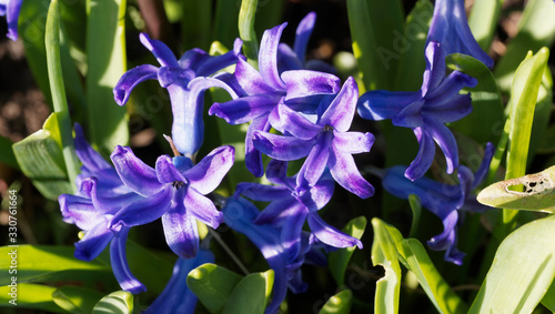 Hyacinthus Orientalis   Jacinthe d Orient    floraison printani  re avec ses jolies fleurs couleur pastel