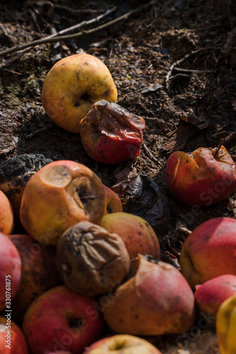 Rotting colorful apples wearing on compost.