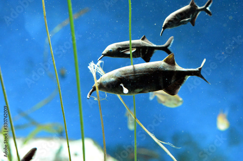 とてもユニークな姿のエレファントノーズの群れが泳ぐ風景（日本の東京池袋サンシャイン水族館） photo