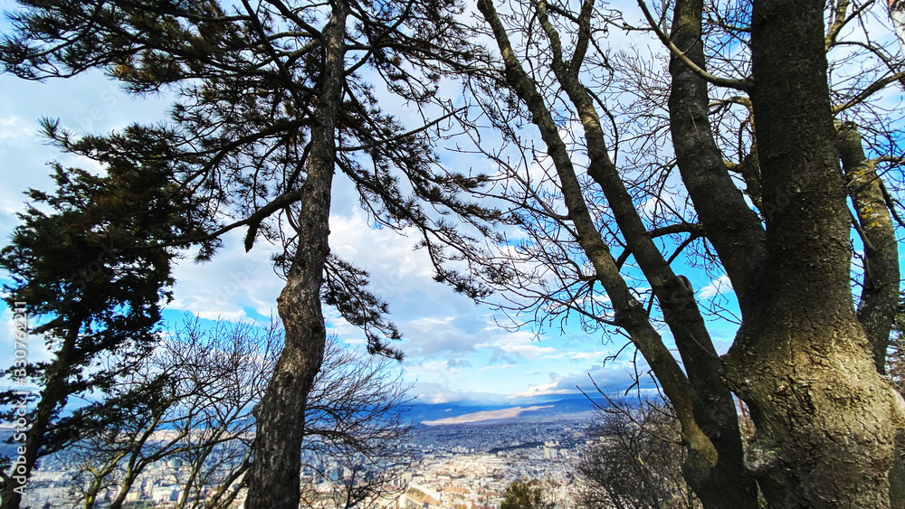 Fototapeta premium Pine trees in Mtatsminda Park or Bombora Park on Mtatsminda mountain. 
