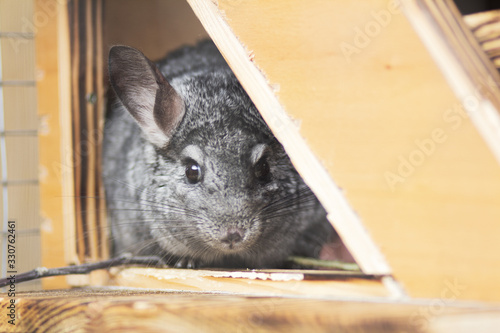cute gray chinchilla sits on the windowsill of his cage with a branch in his paws, elite pets,rodent feeding