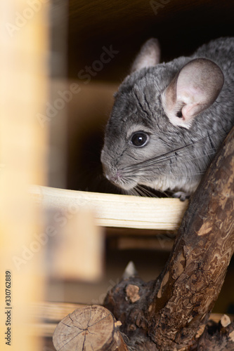 chinchilla activity in a cage,pet lifestyle, purebred rodents with velvet fur