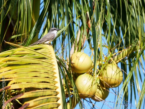 Passereau tyran gris sur un cocotier en Guadeloupe photo