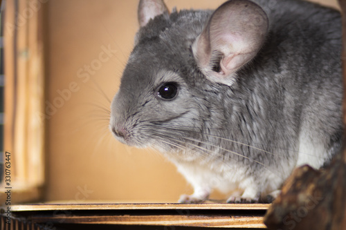 cute gray chinchilla walking in cage, home pets, rodent species animals