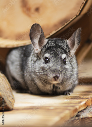 funny chinchilla in wooden cage, concept domestic pets, portrait of fluffy mouse with big ears in house